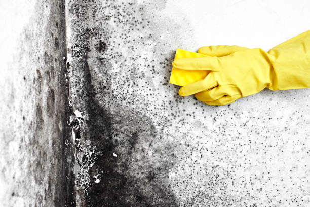 Best Post-Flood Mold Remediation in Manhasset, NY
