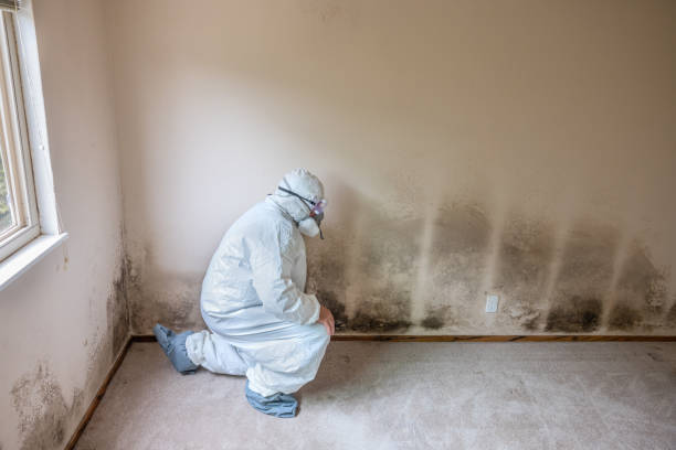 Best White Mold Remediation in Manhasset, NY